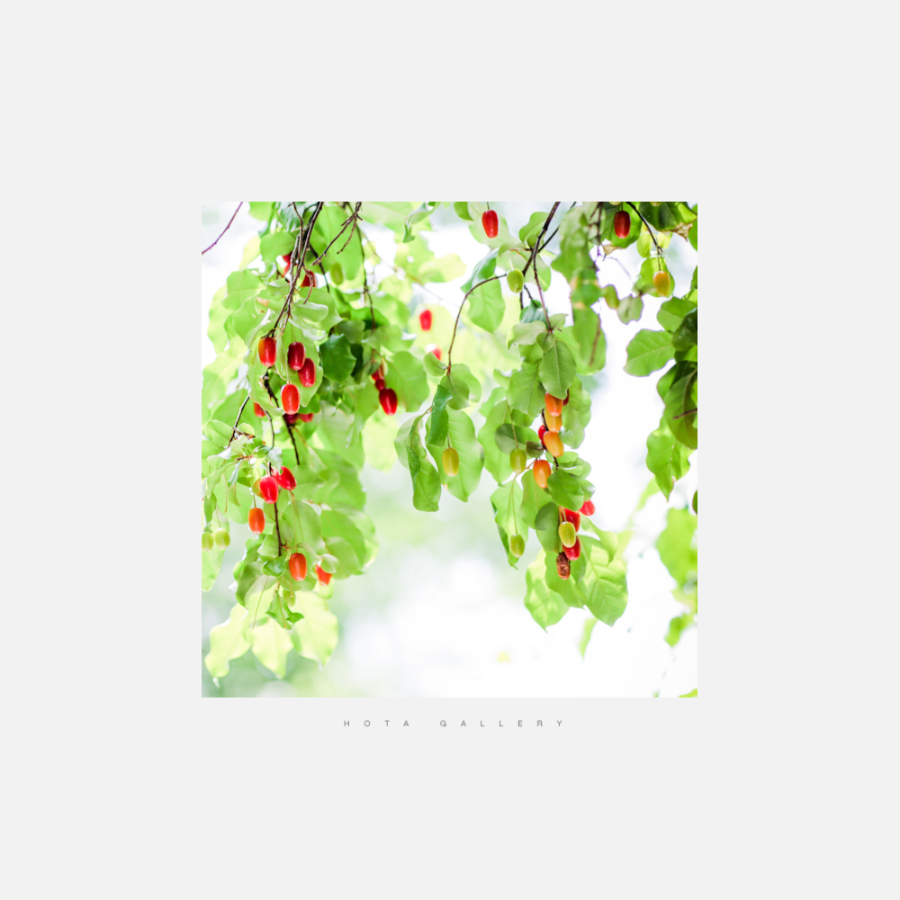 액자-03.jpg : 숲속의 요정들..  #01