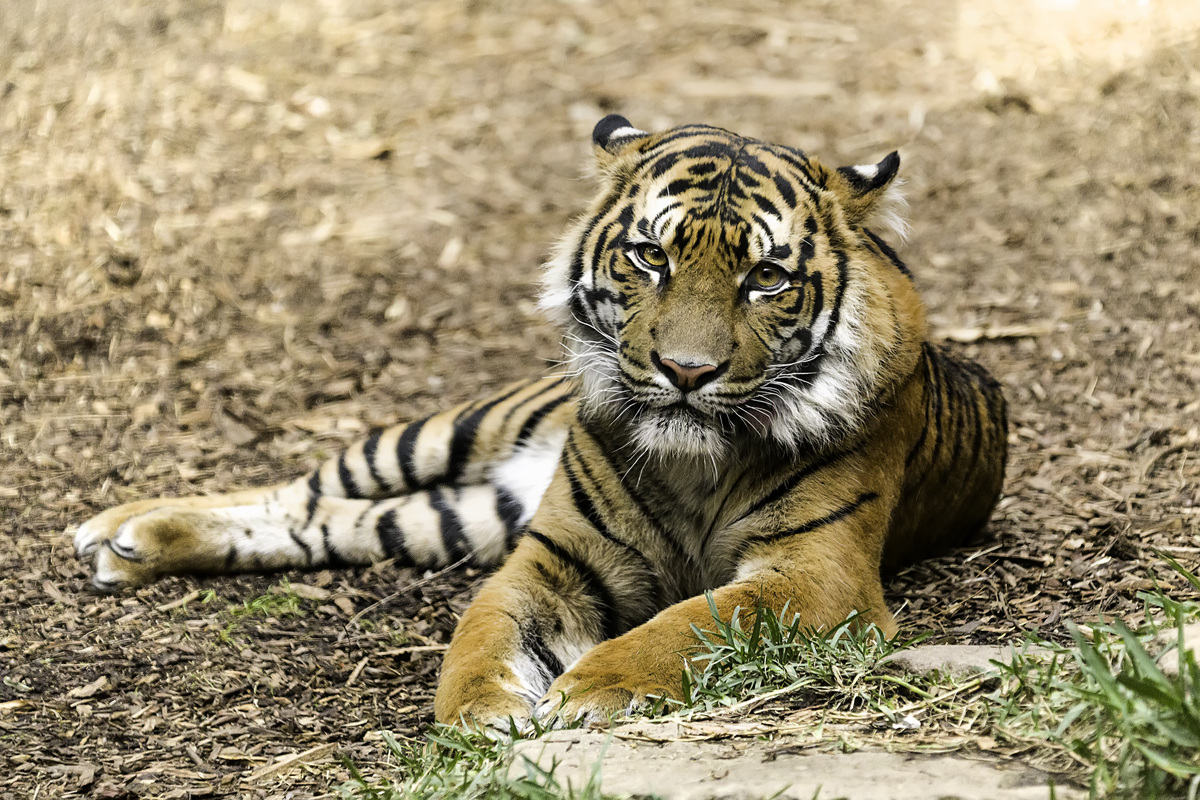 8B2A2532_pp.jpg : Tiger