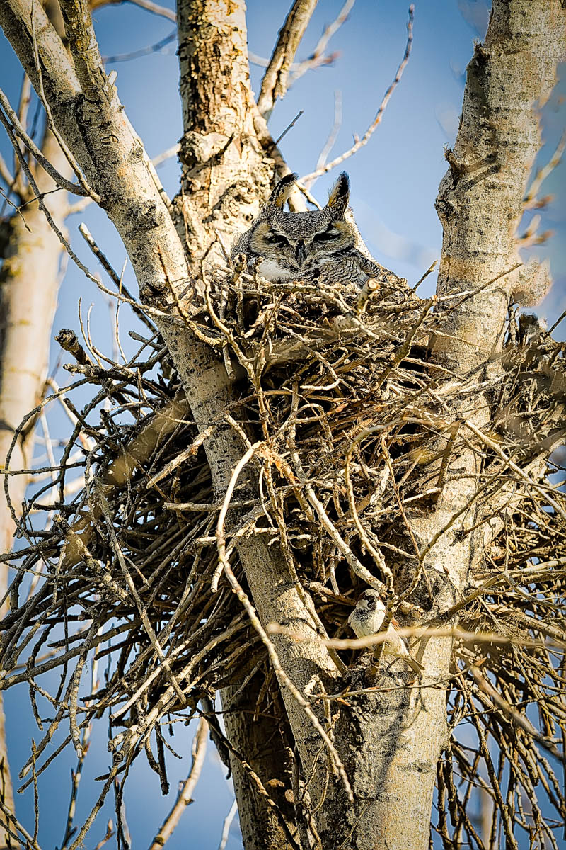 8B2A0388-Edit.jpg : Great Horned Owl
