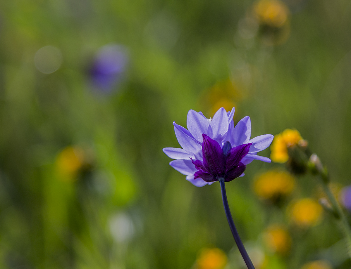 IMG_7069-1a.jpg : 봄 꽃 구경.