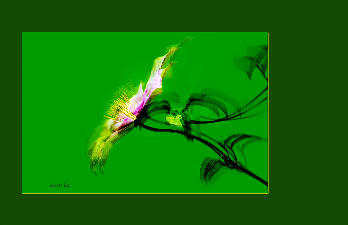 _YJL7410rcs.jpg : Flower Image