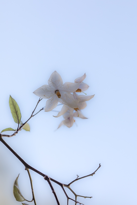EOS 5D Mark IV_3384.jpg