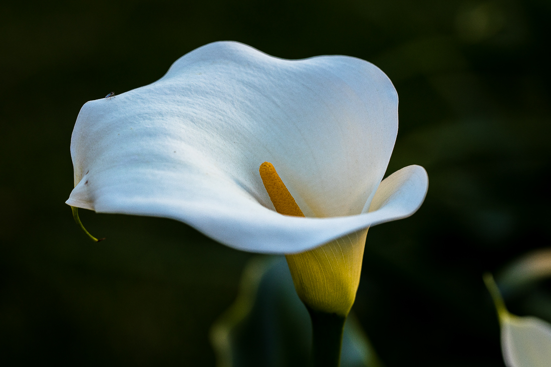 EOS 5D Mark IV_3388.jpg