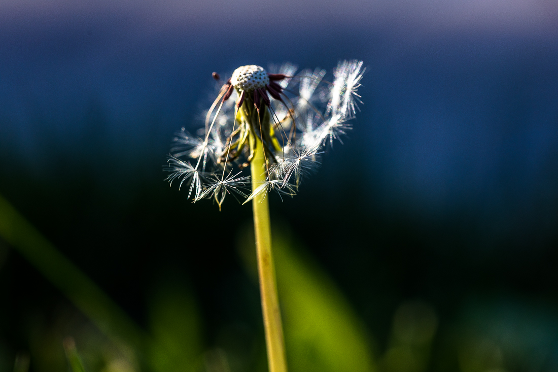 EOS 5D Mark IV_3439.jpg