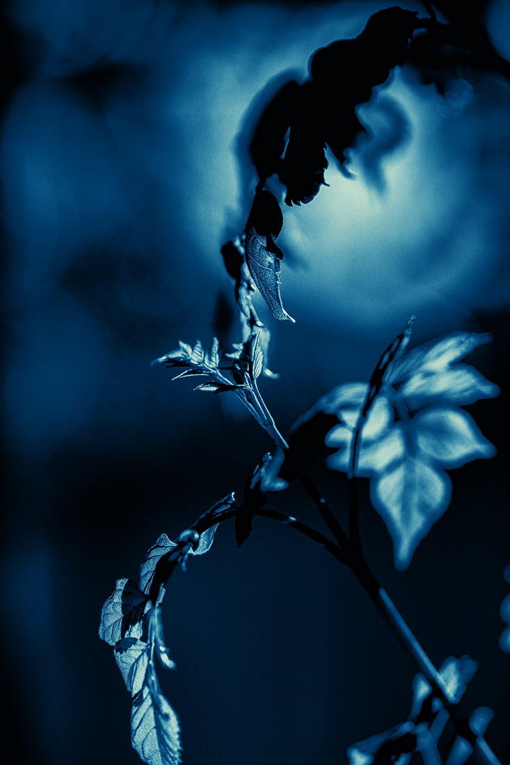 EOS 5D Mark IV_3347.jpg