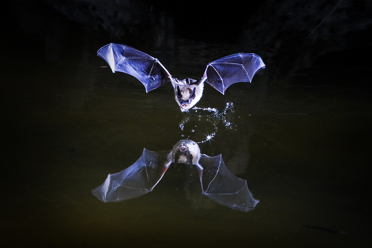 Untitled-1a.jpg : Bat! Bat! Bat!