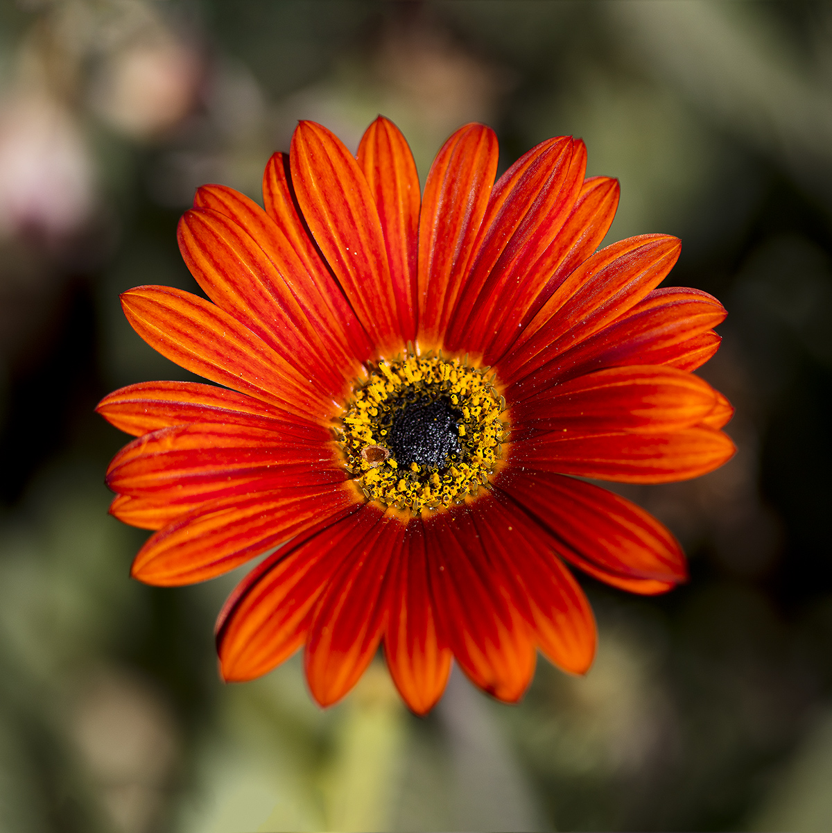 7S5A45002-1a.jpg : 꽃한송이