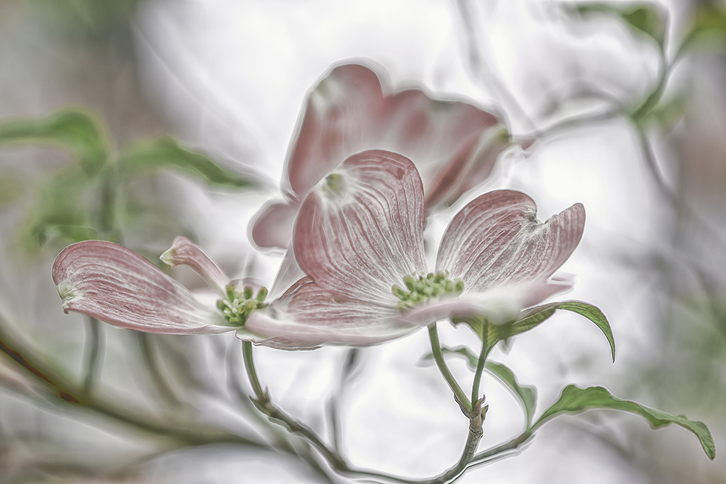 DSC_0397-HDR-into the light.jpg : Dogwood Flowers