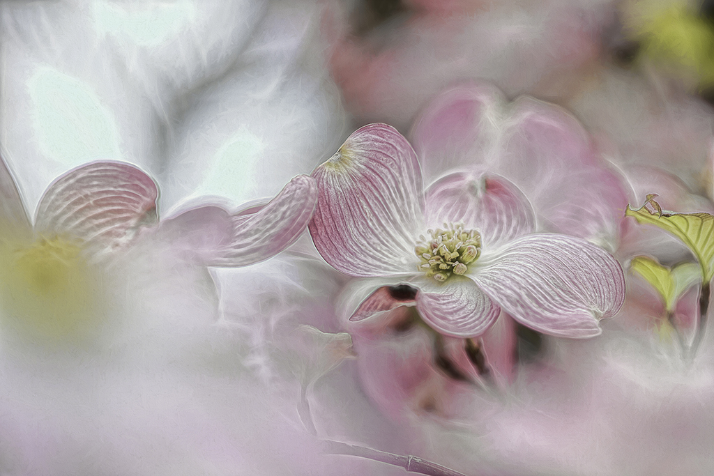 DSC_0406-HDR-into the light.jpg : Dogwood Flowers
