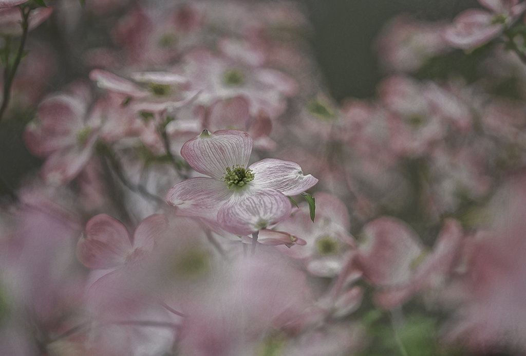 DSC_0553-Color Sketch.jpg : Dogwood Flowers