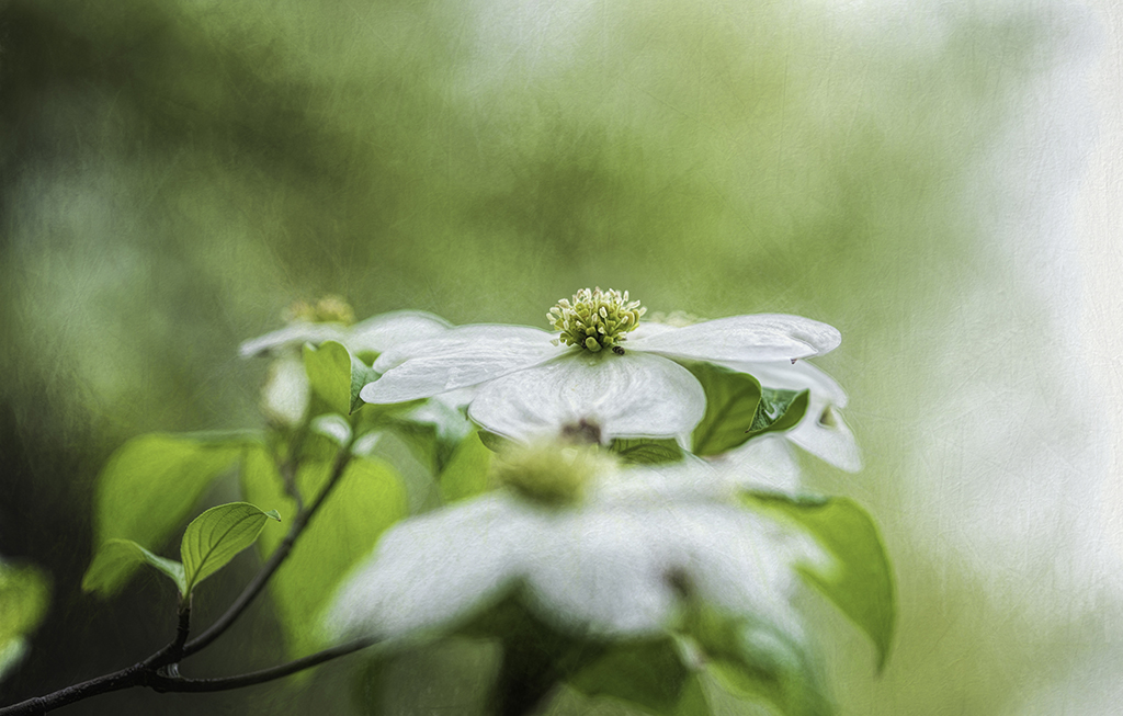 DSC_0292-HDR-ColorSkatcht.jpg : Dogwood Flowers