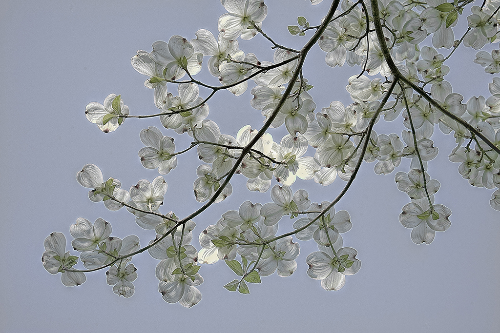 DSC_0727.Auto shines.jpg : Dogwood Flowers
