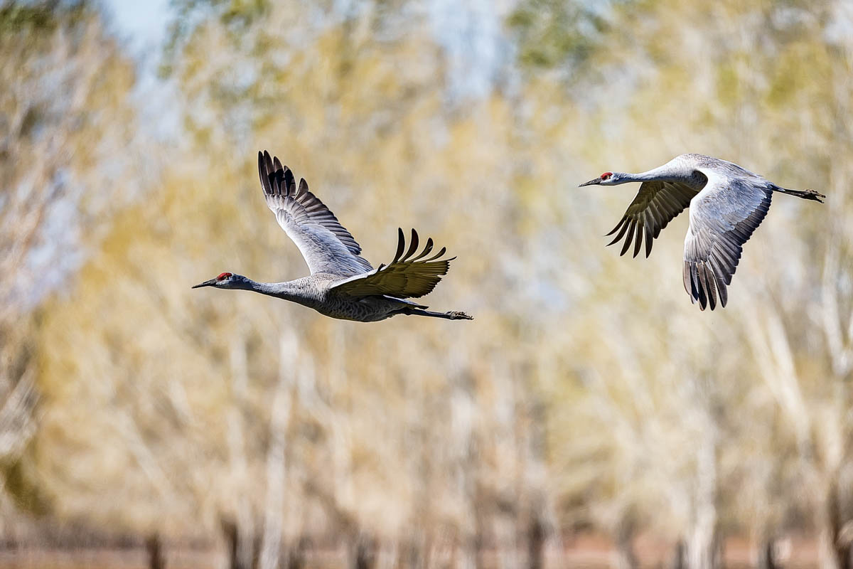 AB4W0556-Edit.jpg : Sandhill crane