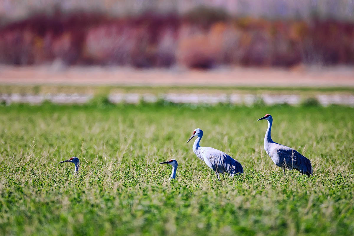 AB4W0664-Edit.jpg : Sandhill crane