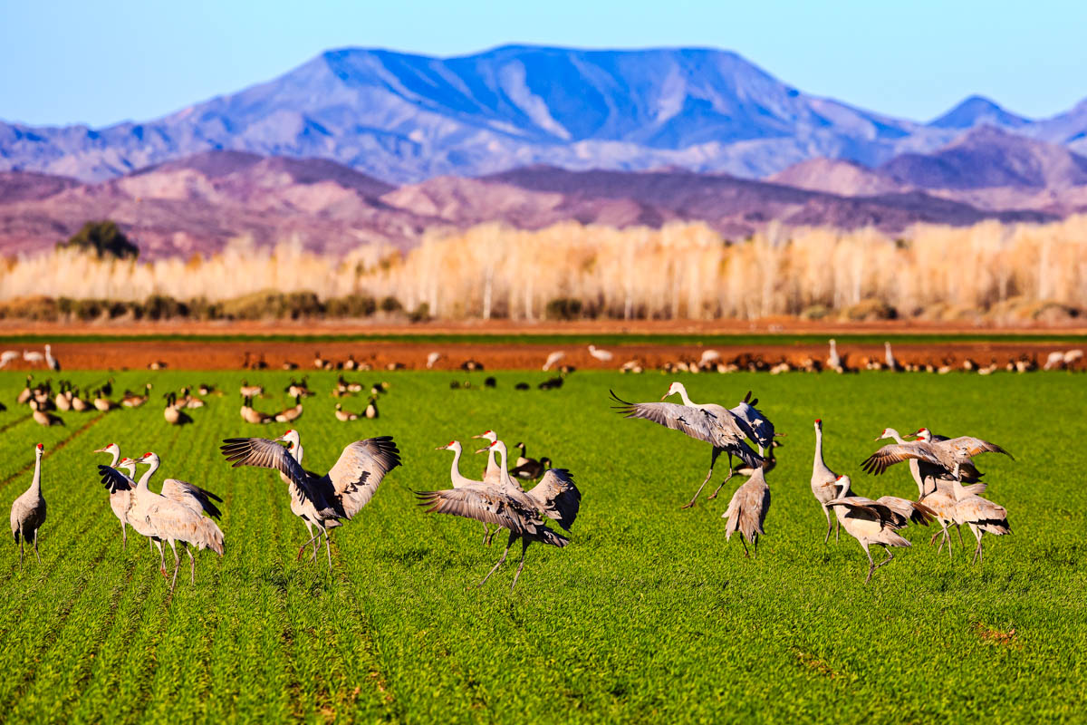993A0921-Edit.jpg : Sandhill crane