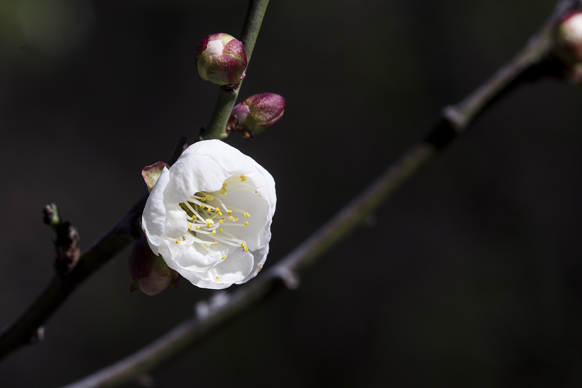 _MG_4550-1a.jpg : 매화잔치