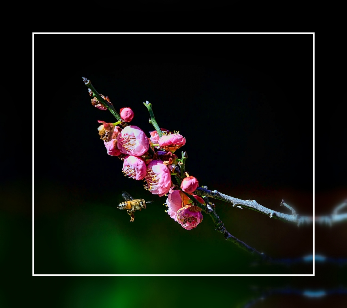 8B2A9667-Edit-2.jpg : 매화동산