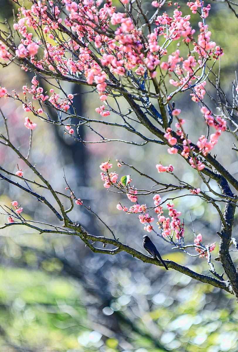 8B2A9635-Edit.jpg : 매화동산