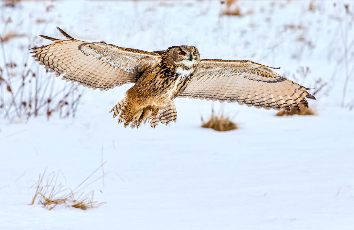 AB4W6322-Edit.jpg : Eurasian Eagle-owl