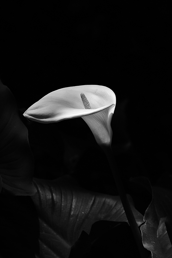DSC_6654-1a.jpg : Peace Lily