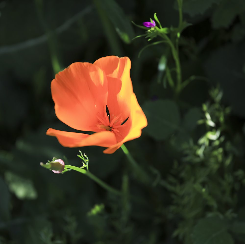 0J1A9345-1a.jpg