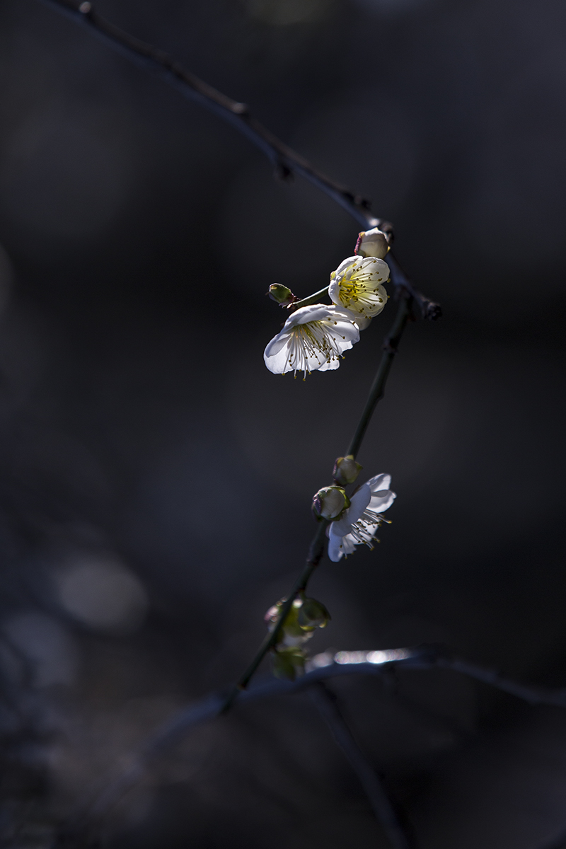 _MG_4635-1a.jpg : Shabarum Park의 매화