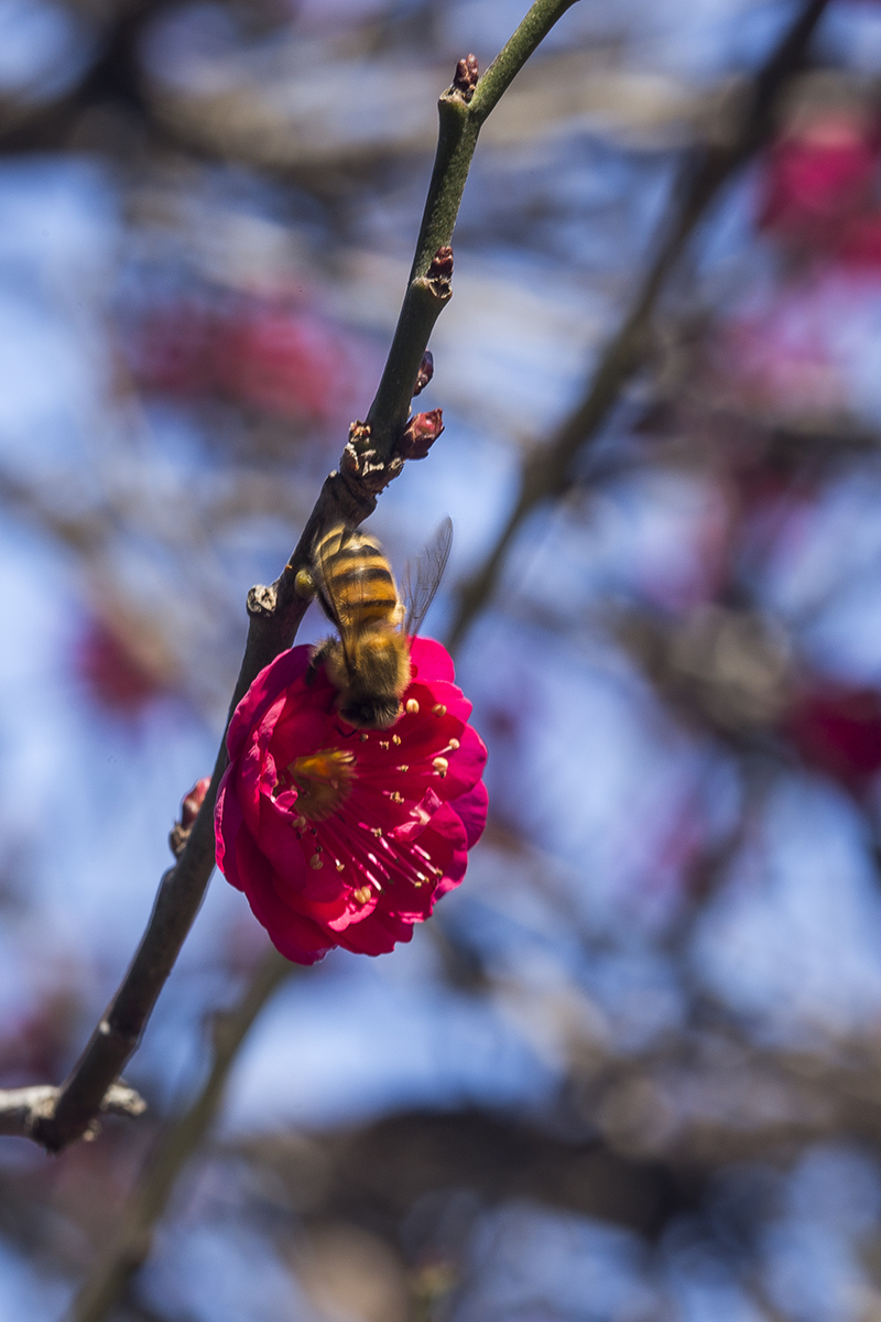 _MG_4562-1a.jpg : Shabarum Park의 매화