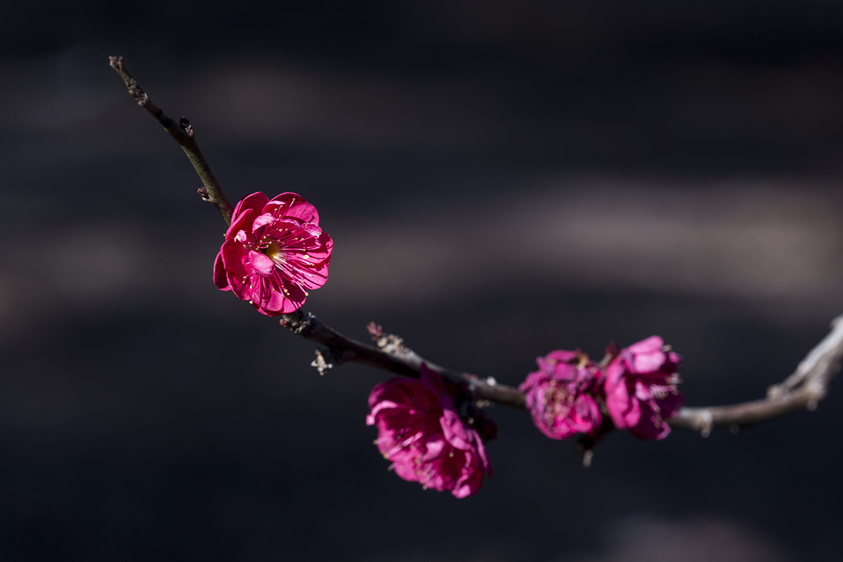 _MG_4570-1a.jpg : Shabarum Park의 매화