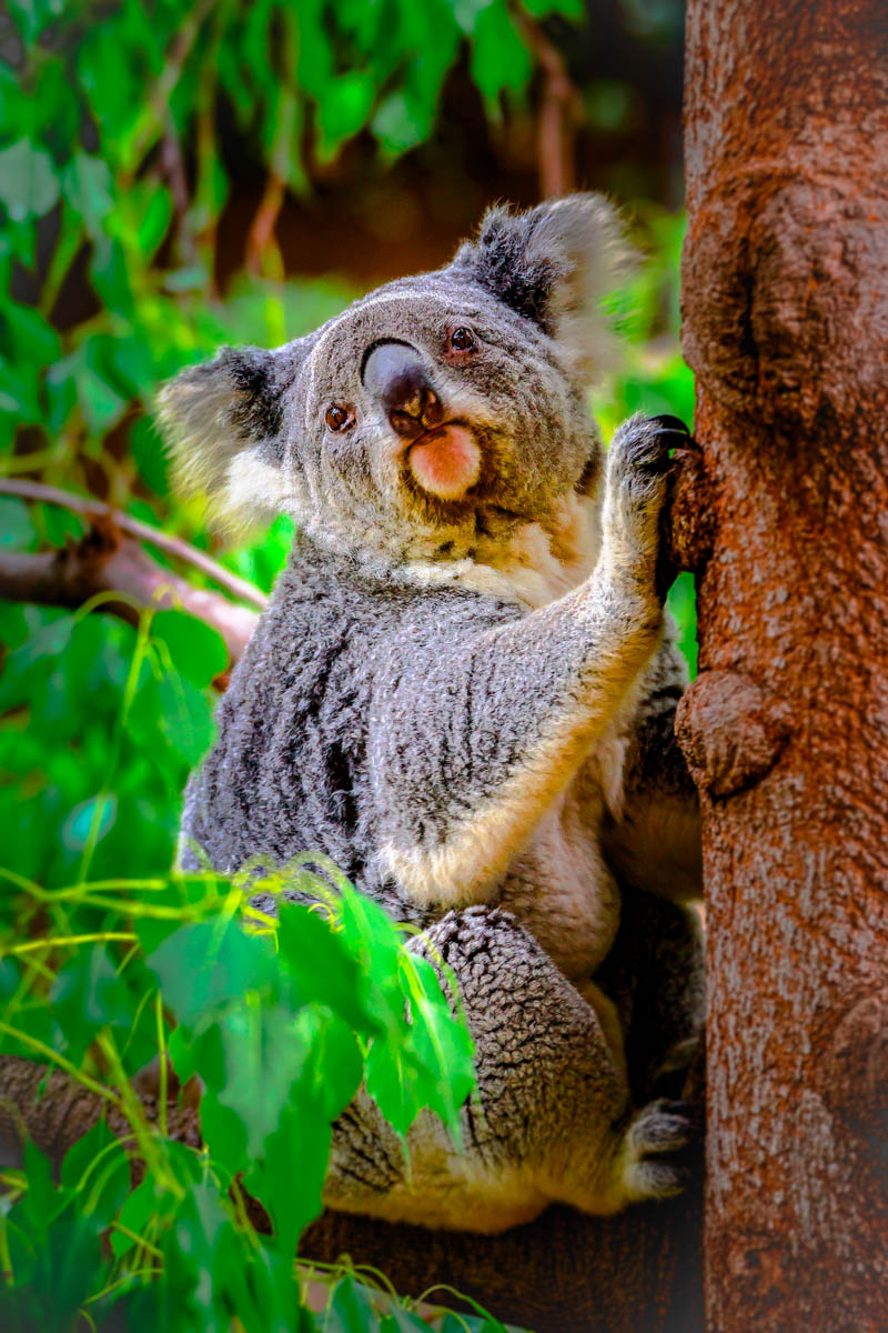 993A3652_2.jpg : Koala