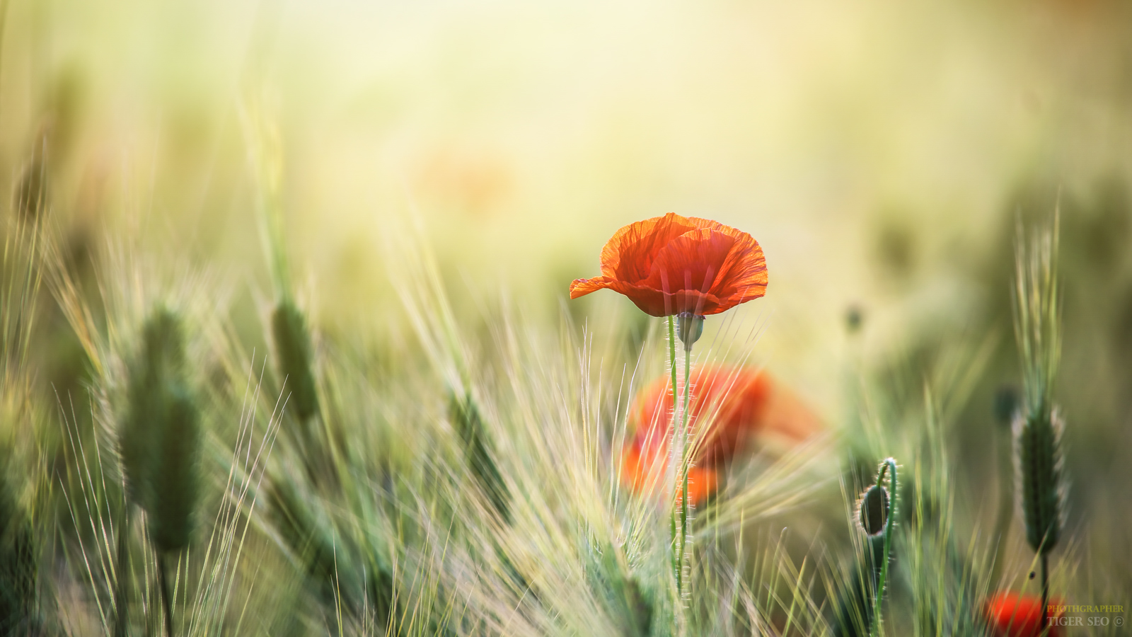 양귀비16_4_낙관.jpg : Poppy & Barley