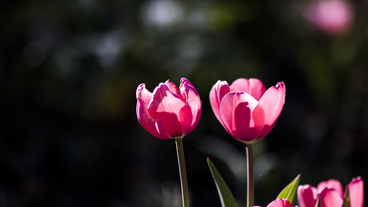 5I4A7668-1.jpg : 색의 향연