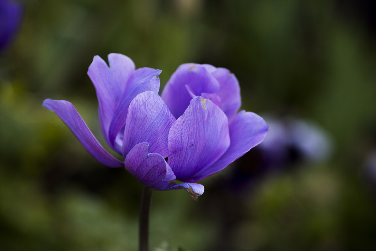 5I4A7690-1.jpg : 색의 향연