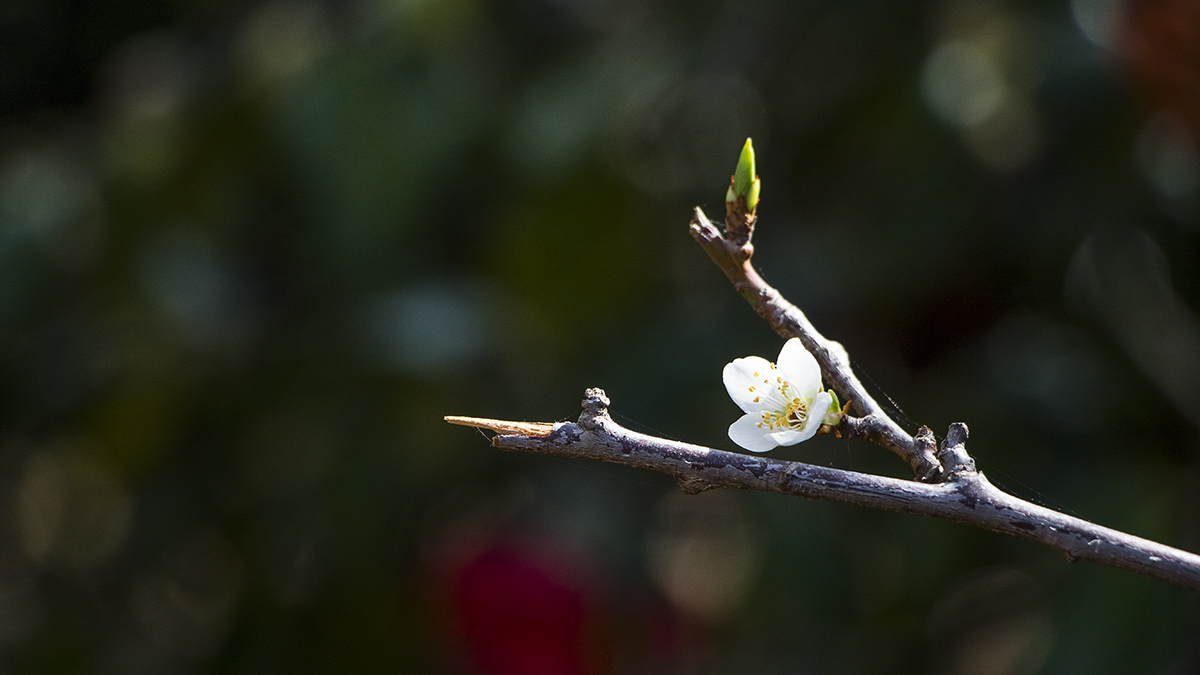5I4A0055-1a.jpg : Solitary