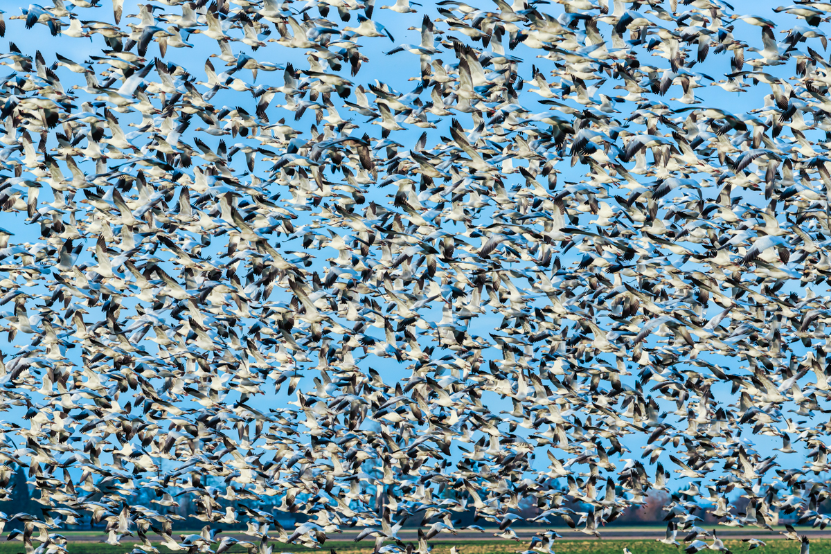 AB4W0554-Edit.jpg : SnowGeese InField