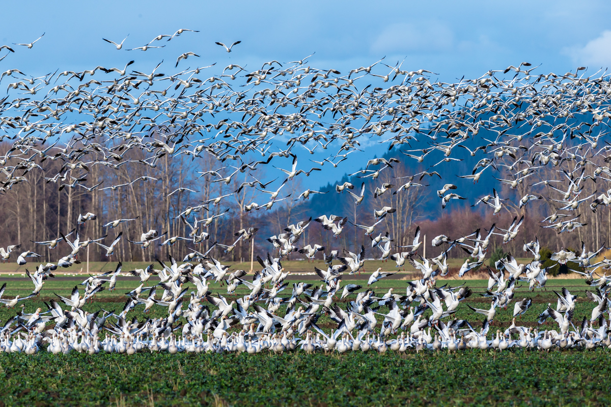 AB4W0523.jpg : SnowGeese InField
