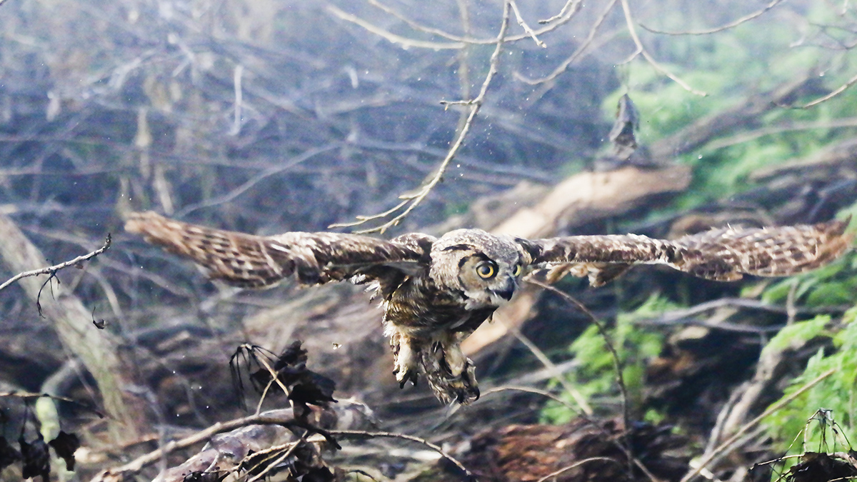 5I4A4351-2d.jpg : Horn Owl