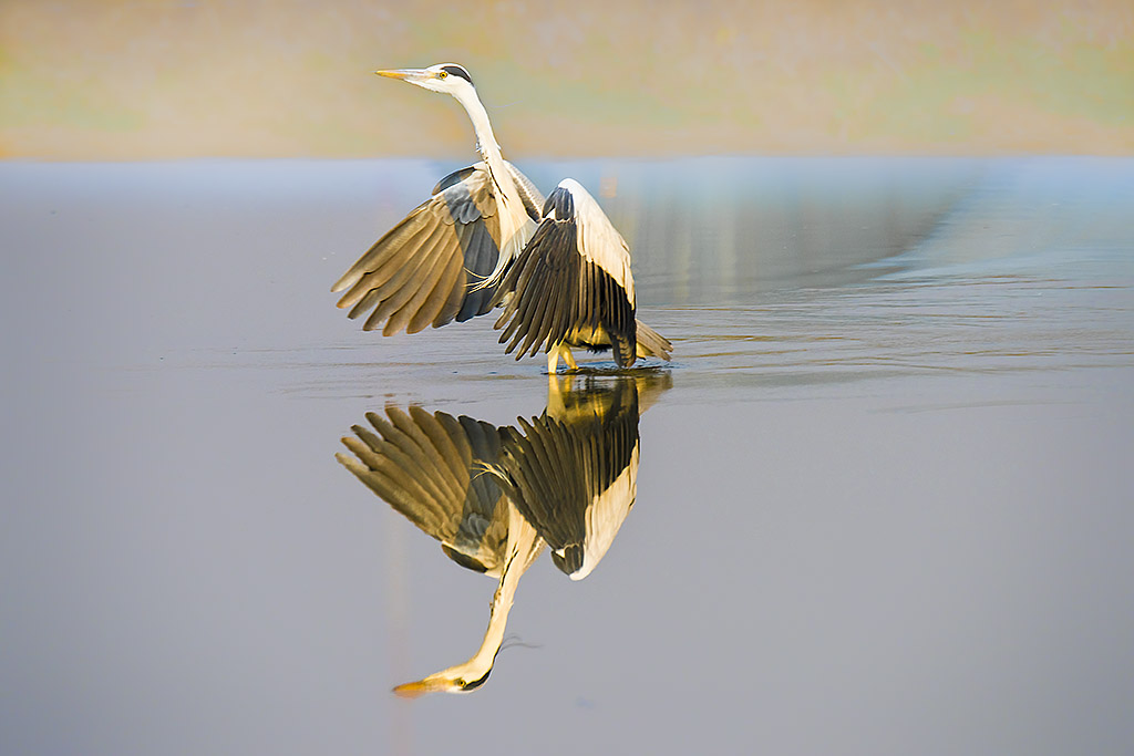 _YJL0239rcbnhss.jpg : perfectly mirror effect