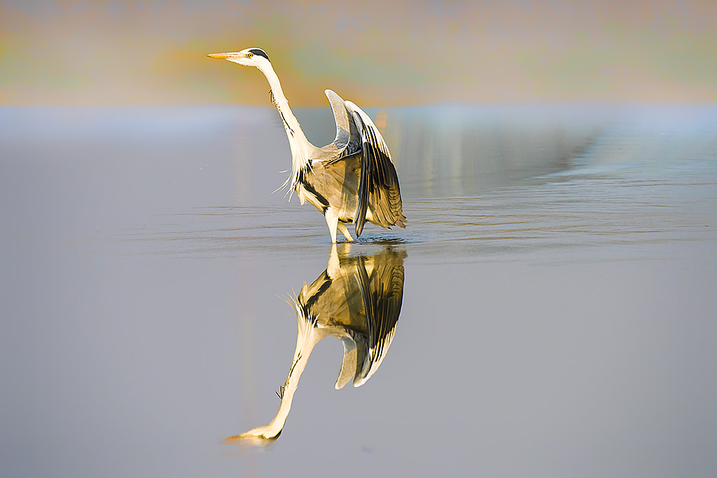 _YJL0240rcbnhss.jpg : perfectly mirror effect