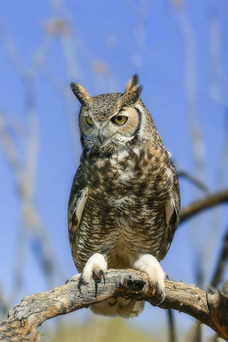 _MG_0370-1a.jpg : OWL