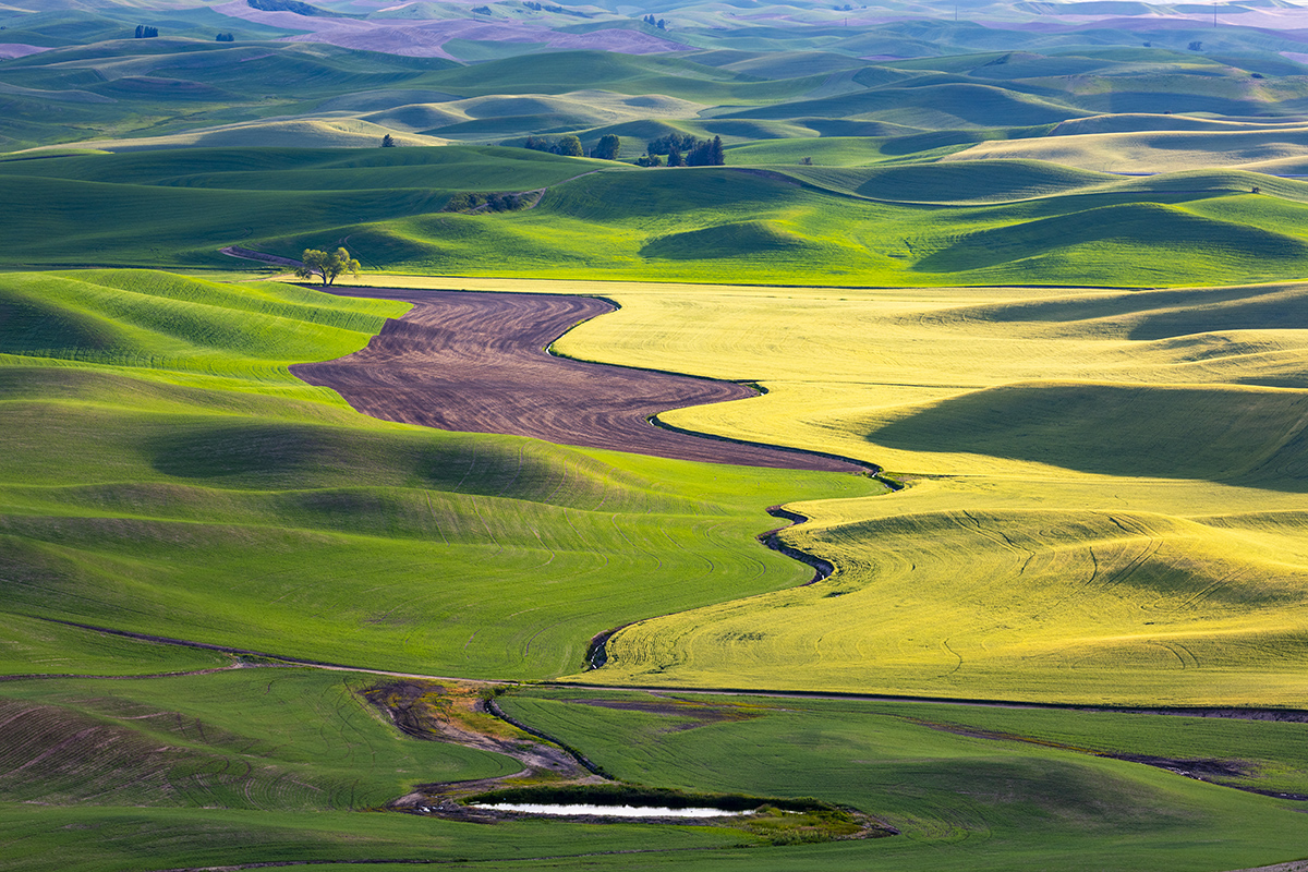7S5A1019-1a.jpg : Palouse
