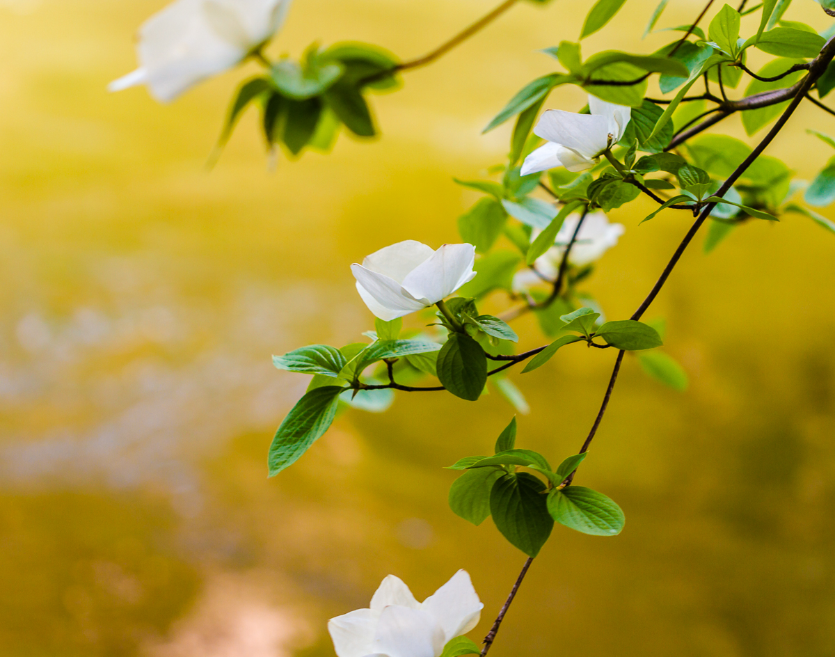 229.JPG : 요세밑의 dog flower
