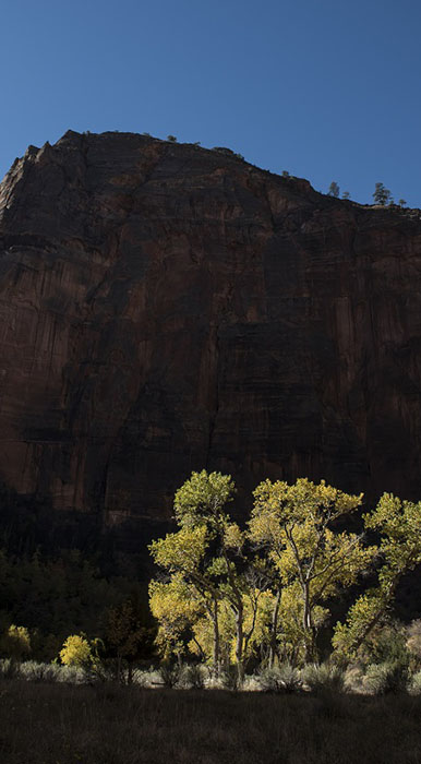_BYC5476.jpg : Late Autumn in Zion