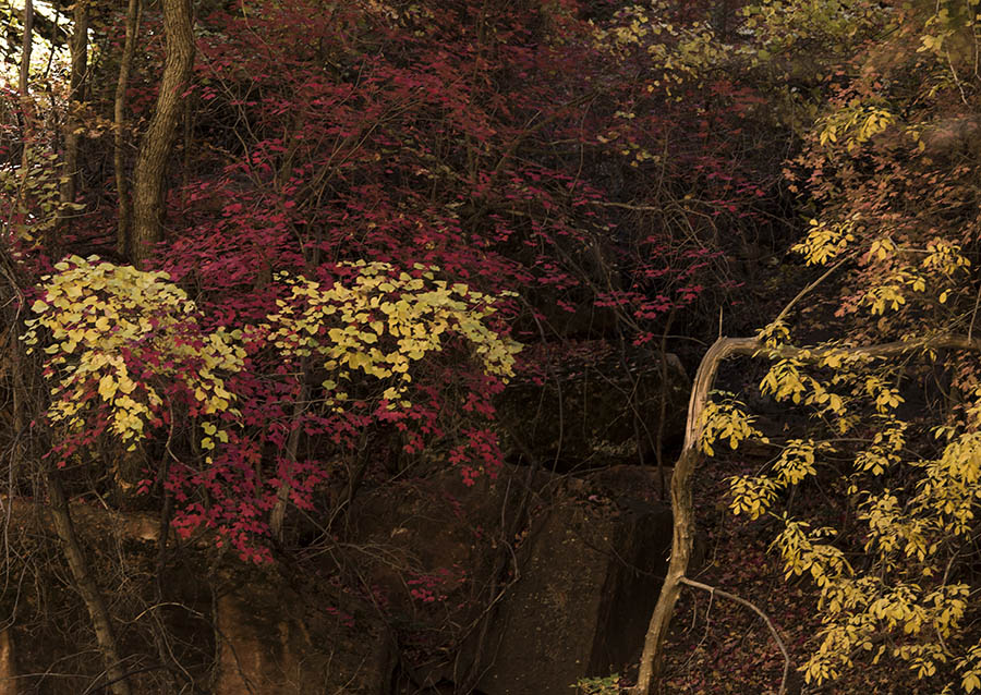 _BYC5521.jpg : Late Autumn in Zion