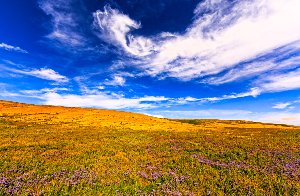 _93A0635-Edit.jpg : Carrizo Plain