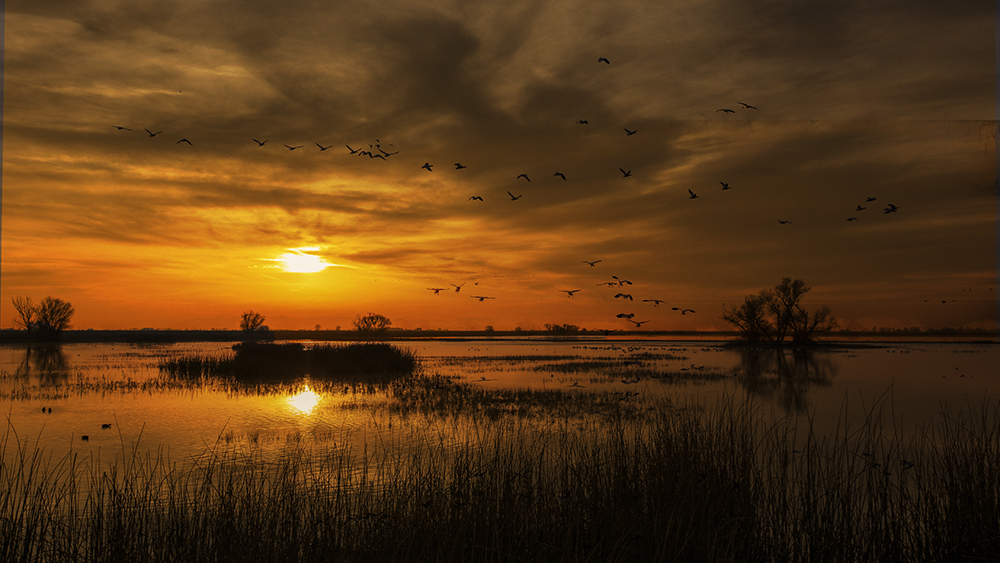 7S5A4105-1b.jpg : Merced Wild Life Refuge
