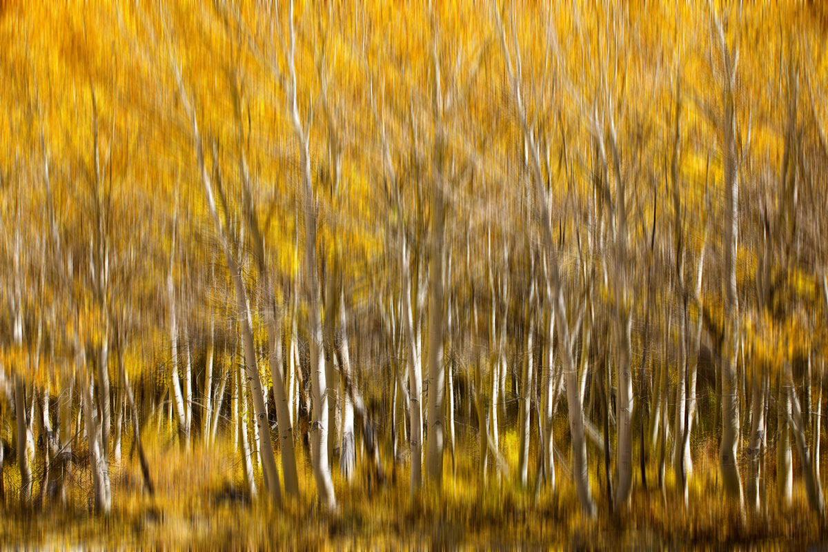 7S5A7666-1a.jpg : Aspen of Bishop
