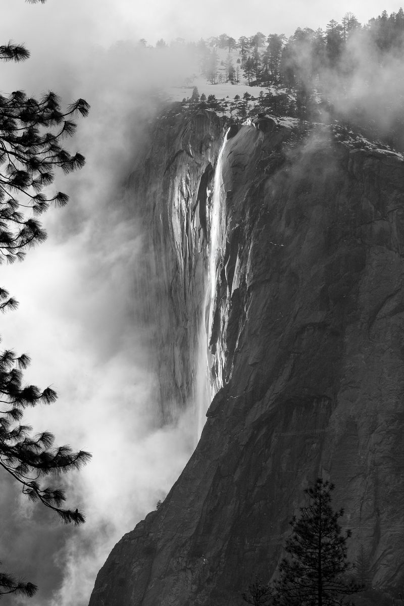 5I4A7631-1a.jpg : Horse Tail