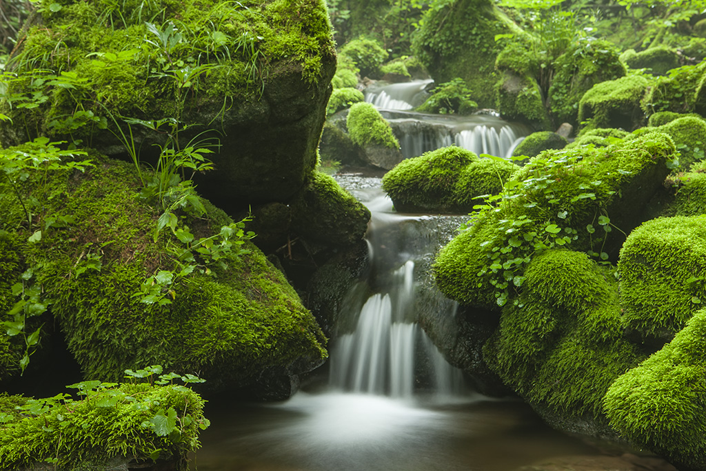 _MG_4825-1-1024.jpg : 태고의 숨결