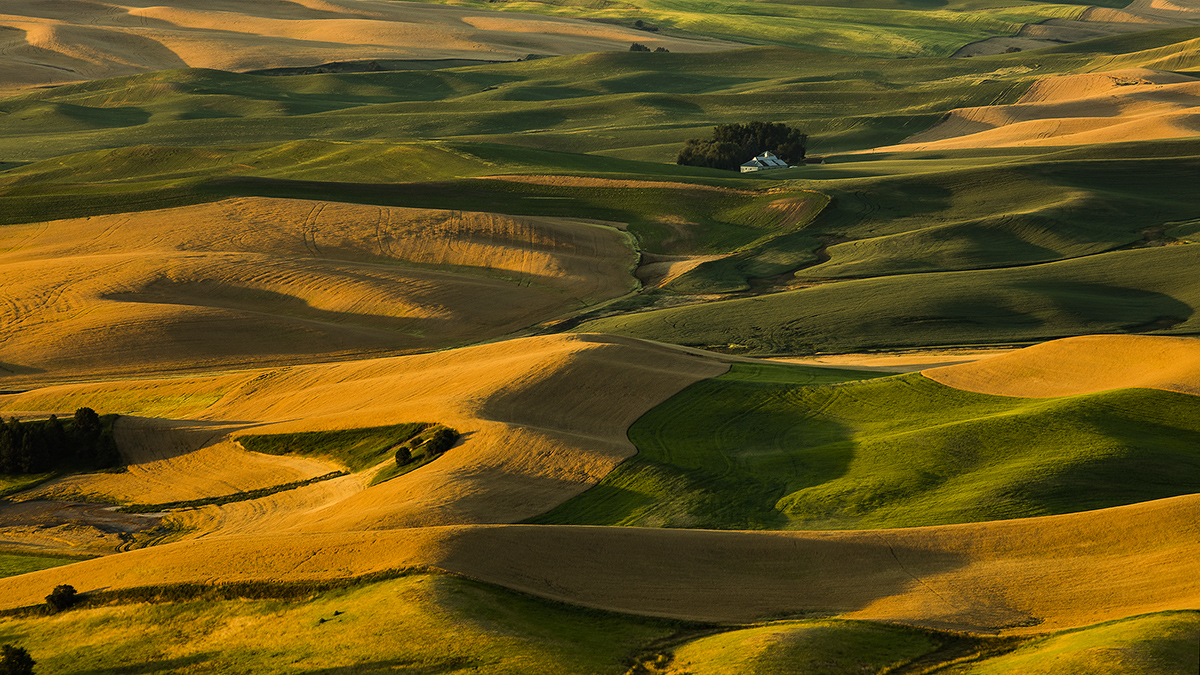 7S5A1210-1b.jpg : 7월의 Palouse