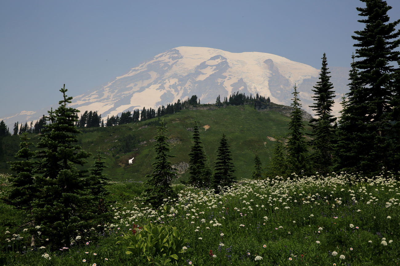 745A2849-1.JPG : Mt. Rainer NP